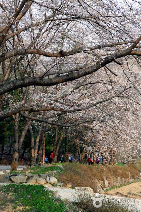 Grüne und rosa Kirschblüten harmonieren und schmücken den Frühling - Jinan-gun, Jeollabuk-do, Korea (https://codecorea.github.io)