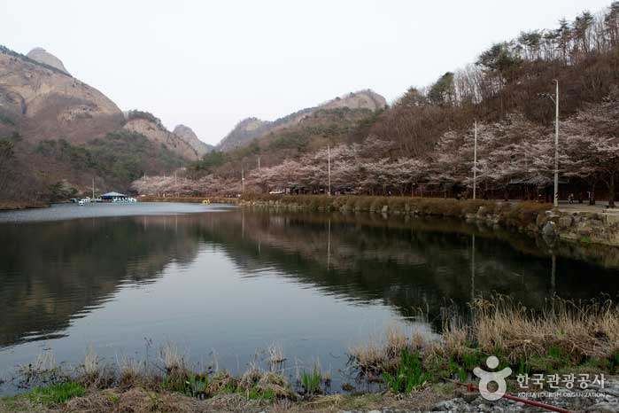 Reflexion des jungen Kirschblütenpfades und des Ammaibong des Topyeongje-Stausees - Jinan-gun, Jeollabuk-do, Korea (https://codecorea.github.io)
