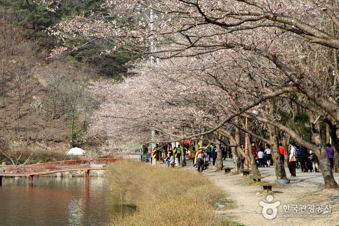 Banc de route Cherry Blossom au réservoir Top Youngje - Jinan-gun, Jeollabuk-do, Corée (https://codecorea.github.io)