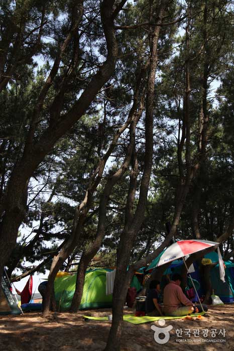 Hwajin Beach es un gran lugar para disfrutar de acampar en un bosque de pinos. - Pohang, Gyeongbuk, Corea (https://codecorea.github.io)