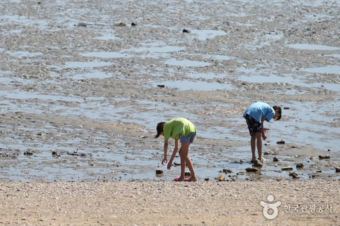 Sister picking something up from tidal flat - Ongjin-gun, Incheon, Korea (https://codecorea.github.io)