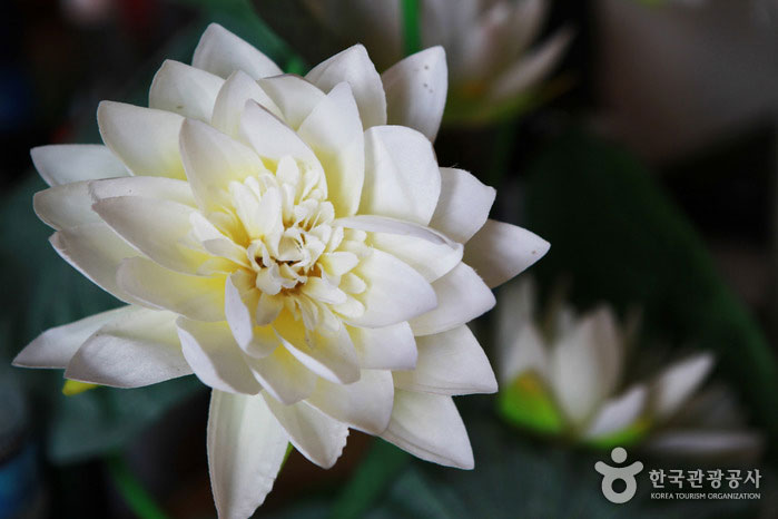 Lotus blanc - Dangjin-si, Chungnam, Corée (https://codecorea.github.io)