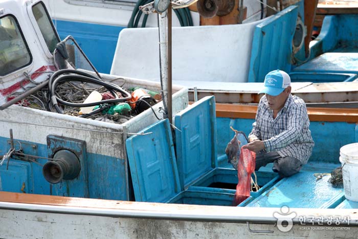 Alter Mann, der frisch gefangenen Oktopus vom Fischerboot nimmt - Namhae-gun, Gyeongnam, Südkorea (https://codecorea.github.io)