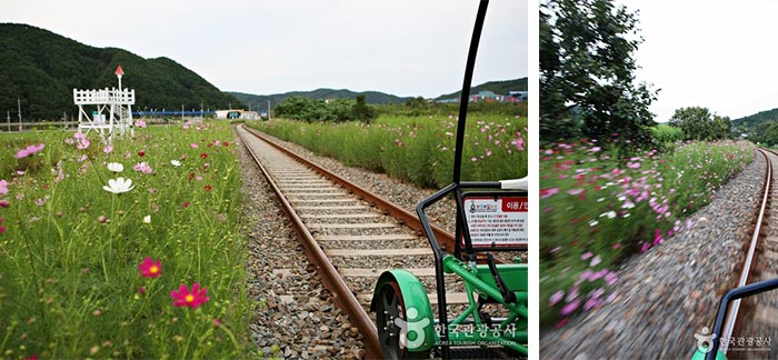 Der Hadong Rail Park verläuft entlang des Cosmos - Hadong-gun, Gyeongnam, Südkorea (https://codecorea.github.io)