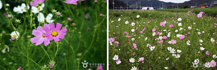 Nous remplacerons Cosmos pour le «Flower Poppy Festival» au printemps prochain. - Hadong-gun, Gyeongnam, Corée du Sud (https://codecorea.github.io)
