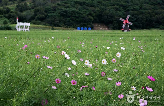9/22 ~ 10/9 Se celebra el 11 ° Festival de flores de alforfón y cosmos de Bukcheon - Hadong-gun, Gyeongnam, Corea del Sur (https://codecorea.github.io)