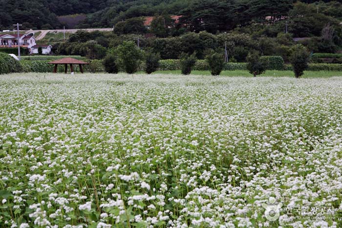 Jardin de fleurs de sarrasin dans le complexe de Bukcheon Cosmos - Hadong-gun, Gyeongnam, Corée du Sud (https://codecorea.github.io)