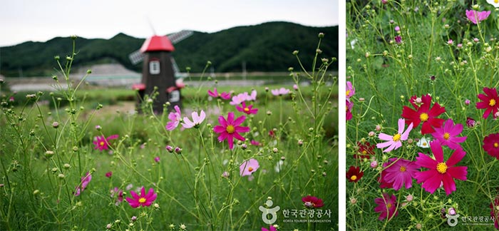 9/20 ~ 10/6 "Das 13. Hadong Bukcheon Cosmos Buchweizenblumenfest" wird abgehalten - Hadong-gun, Gyeongnam, Südkorea (https://codecorea.github.io)