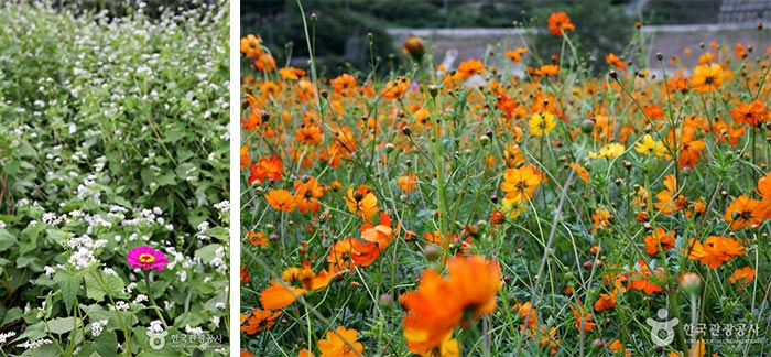 A baekilhong blossomed through buckwheat flowers - Hadong-gun, Gyeongnam, South Korea (https://codecorea.github.io)