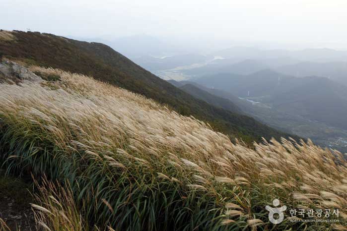 Hierba plateada que cubría la cresta - Boryeong, Chungnam, Corea (https://codecorea.github.io)