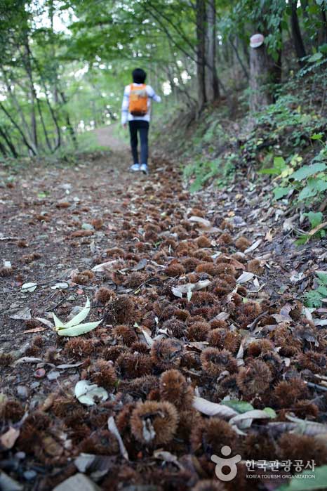 Camino de experiencia forestal lleno de castañas - Boryeong, Chungnam, Corea (https://codecorea.github.io)