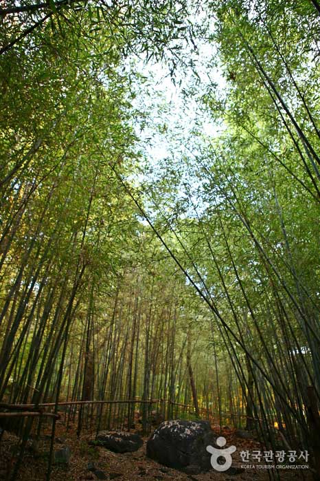 Forêt de bambous dans la forêt de loisirs naturels d'Oseosan - Boryeong, Chungnam, Corée (https://codecorea.github.io)
