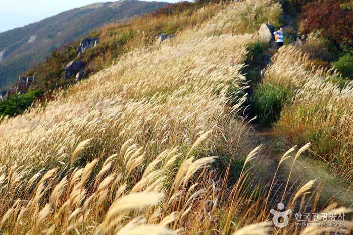 Eine silberne Graskolonie folgt dem 2 km langen Kamm - Boryeong, Chungnam, Korea (https://codecorea.github.io)