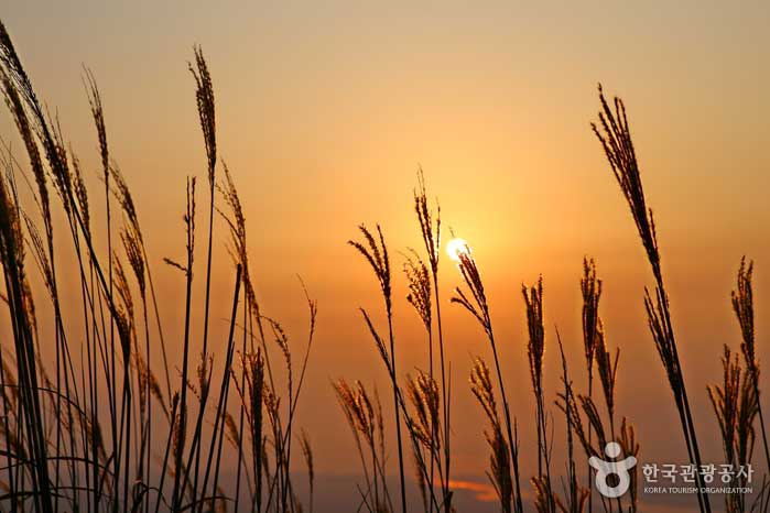The golden grass of Oseosan at sunset - Boryeong, Chungnam, Korea (https://codecorea.github.io)