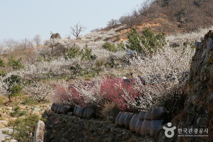Paysage de fleurs de prunier entre Jangdokdae - Gwangyang, Jeonnam, Corée (https://codecorea.github.io)