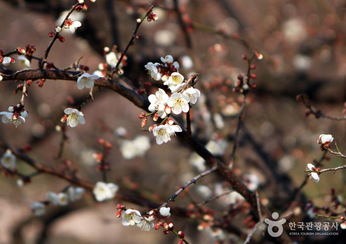 Prune fleurie - Gwangyang, Jeonnam, Corée (https://codecorea.github.io)