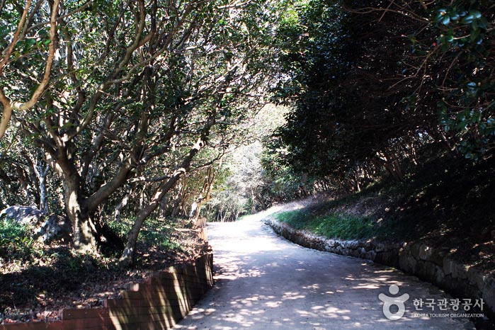 La route vers le temple d'Okryongsa. Le camélia est dense des deux côtés. - Gwangyang, Jeonnam, Corée (https://codecorea.github.io)