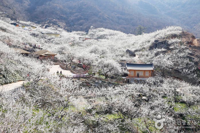 Village de Gwangyang Maehwa - Gwangyang, Jeonnam, Corée (https://codecorea.github.io)
