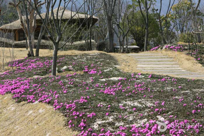 La promenade et le toit de chaume du jardin de Suncheon Bay - Suncheon, Jeonnam, Corée (https://codecorea.github.io)
