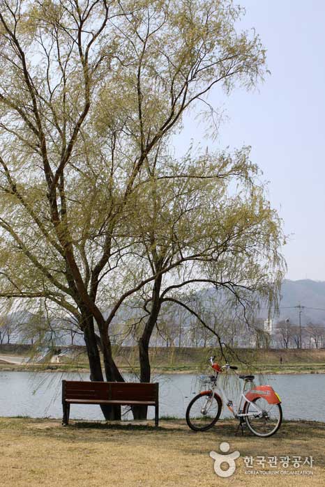 Un camino para bicicletas en Dongcheon donde puedes disfrutar de la luz del sol de primavera en Suncheon - Suncheon, Jeonnam, Corea (https://codecorea.github.io)