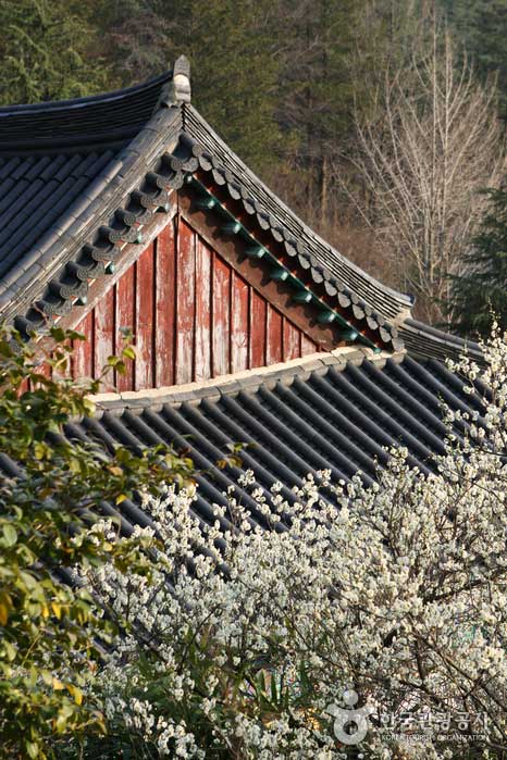 Golden Dungeon Plum Blossoms enchanté - Suncheon, Jeonnam, Corée (https://codecorea.github.io)