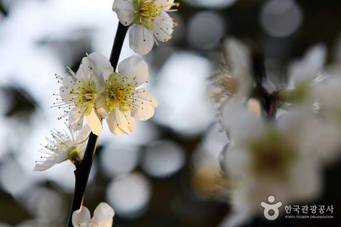 Der Geumdunsa-Tempel und der Seonamsa-Tempel sind ein Muss für Frühlingsblumen - Suncheon, Jeonnam, Korea (https://codecorea.github.io)
