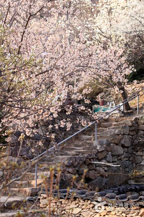 Geumdunsa Plum лучше всего подходит для наслаждения весенними цветами в Сунчхоне. - Сунчхон, Чоннам, Корея (https://codecorea.github.io)