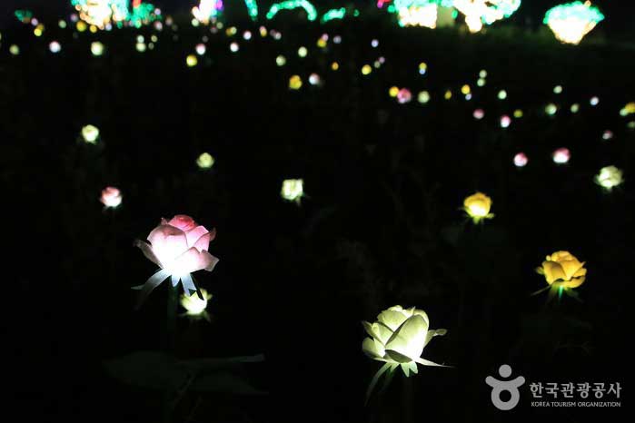 Wind Garden Rose - Wanju-gun, Jeollabuk-do, Corea (https://codecorea.github.io)