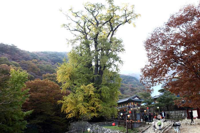 Árbol de ginkgo de 1.100 años en el templo de Yongmunsa - Yangpyeong-gun, Gyeonggi-do, Corea (https://codecorea.github.io)