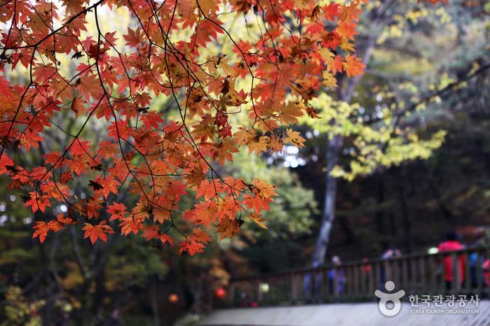 Puente Yongmun con hojas de otoño en armonía - Yangpyeong-gun, Gyeonggi-do, Corea (https://codecorea.github.io)