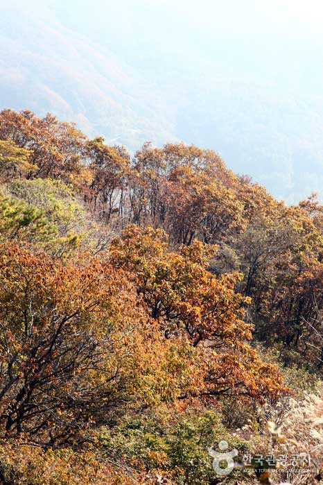 Dunkle Herbstblätter zwischen den silbernen Grasfeldern ziehen die Aufmerksamkeit auf sich. - Yangpyeong-gun, Gyeonggi-do, Korea (https://codecorea.github.io)