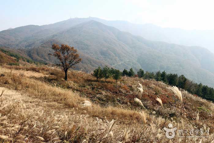 Manchmal reicht ein einziges Herbstblatt - Yangpyeong-gun, Gyeonggi-do, Korea (https://codecorea.github.io)