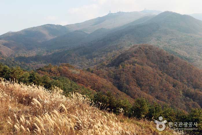 Caminando por el campo de hierba plateada conduce a la famosa montaña - Yangpyeong-gun, Gyeonggi-do, Corea (https://codecorea.github.io)