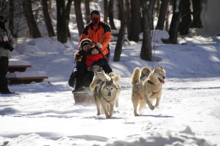 Diferentes cosas para disfrutar en el Festival de Nieve de Taebaeksan <Foto cortesía, Rieto> - Taebaek-si, Gangwon-do, Corea (https://codecorea.github.io)