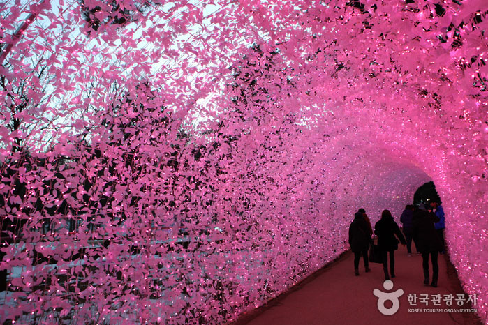 Túnel de flor de cerezo caminando en invierno - Gapyeong-gun, Gyeonggi-do, Corea (https://codecorea.github.io)