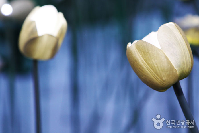 光が当たると輝く白い花とバラ - 韓国京畿道加平郡 (https://codecorea.github.io)