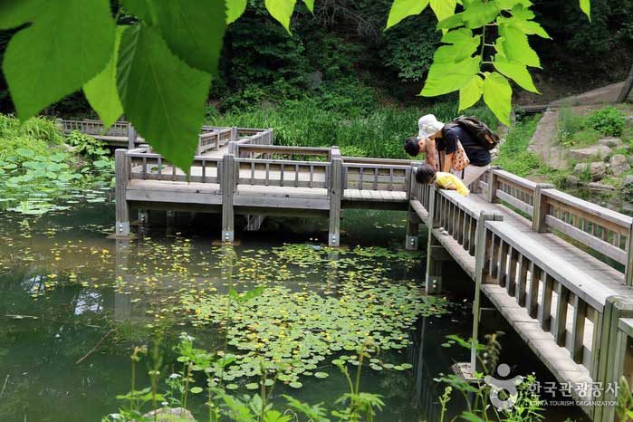Посетители наблюдают за цветами лотоса в заболоченном саду - Йонгин-си, Кёнгидо, Корея (https://codecorea.github.io)