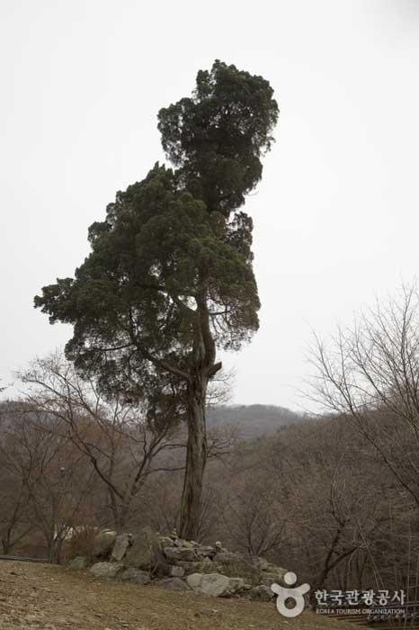 300-летнее можжевеловое дерево, которое, как говорят, было посажено Йонджо - Паджу-си, Кёнгидо, Корея (https://codecorea.github.io)