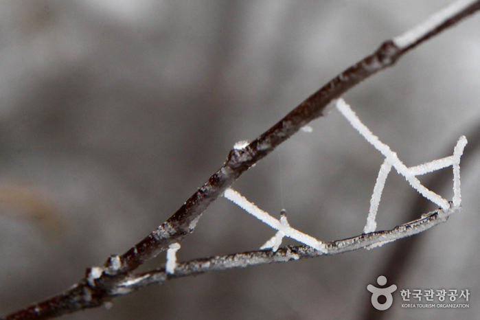 Zartes Eis, wie Glashandwerk, wurde zwischen Zweigen eingeklemmt - Dangjin-si, Chungcheongnam-do, Korea (https://codecorea.github.io)