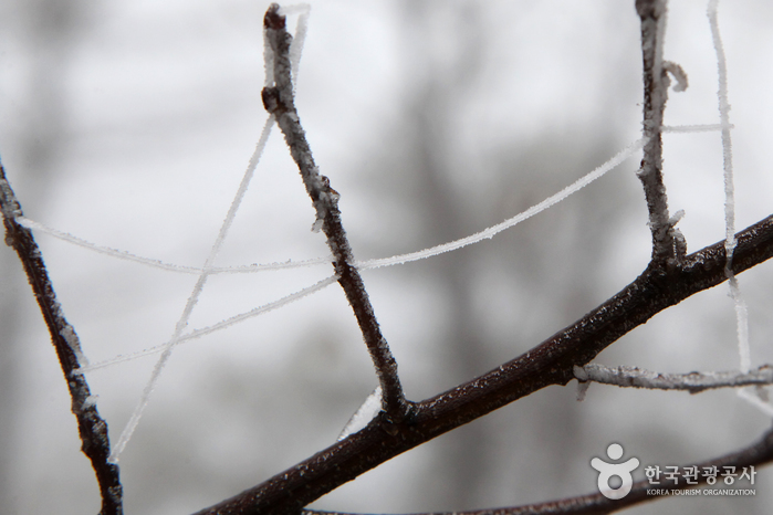 Delicado hielo, como artesanías de vidrio, se intercalaba entre las ramas. - Dangjin-si, Chungcheongnam-do, Corea (https://codecorea.github.io)