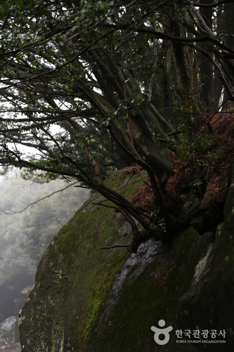Trees growing on rock cliffs - Jeju City, Jeju, Korea (https://codecorea.github.io)