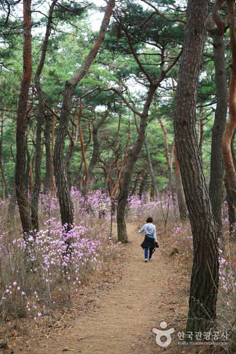 Baekbeom-girl avec de beaux pins et rhododendrons - Gongju-si, Chungcheongnam-do, Corée (https://codecorea.github.io)