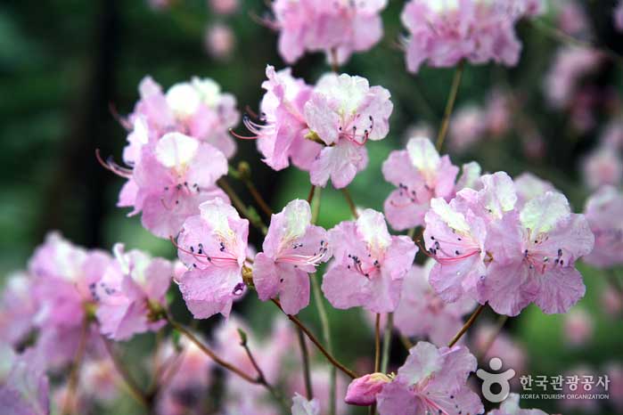 La azalea rosa claro es brillante - Gongju-si, Chungcheongnam-do, Corea (https://codecorea.github.io)