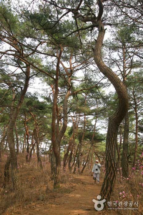 Baekbeom-girl con hermosos pinos y rododendros - Gongju-si, Chungcheongnam-do, Corea (https://codecorea.github.io)