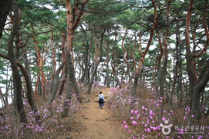 Singen Sie das frische Grün des Magoksa-Tempels entlang des Magokcheon-Baches - Gongju-si, Chungcheongnam-do, Korea