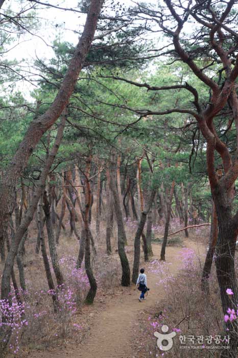 Baekbeom-girl con hermosos pinos y rododendros - Gongju-si, Chungcheongnam-do, Corea (https://codecorea.github.io)