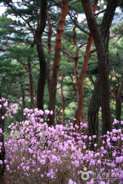Forêt de pins de Baekbeom-gil et azalée - Gongju-si, Chungcheongnam-do, Corée (https://codecorea.github.io)