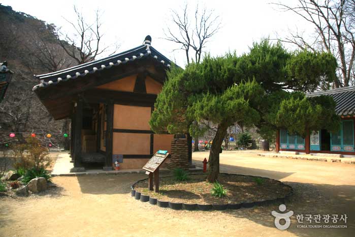 Árbol de enebro plantado por el profesor Baekbeom Kim(남성) - Gongju-si, Chungcheongnam-do, Corea (https://codecorea.github.io)