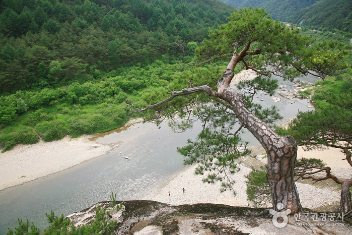 毛林裡Maaerae雕像後面的松樹和Jucheon河 - 韓國江原道靈月郡 (https://codecorea.github.io)