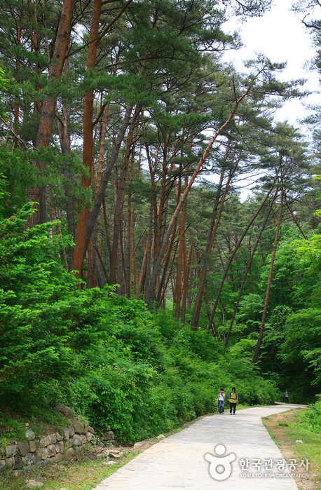La colonia de pinos rojos camino a la ruina - Yeongwol-gun, Gangwon-do, Corea (https://codecorea.github.io)